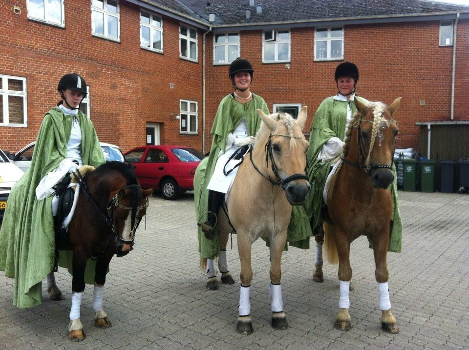 Haflinger Amadeos AVLHINGST - jættefest i suldrup  billede 20