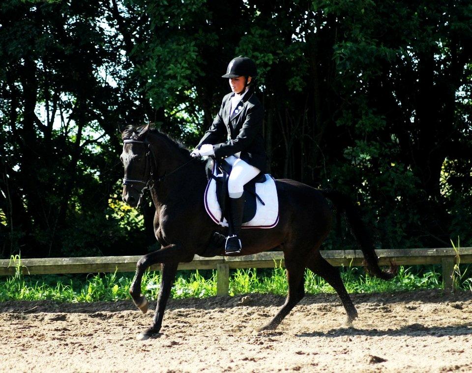 Hollandsk Sportspony Egano. - Taget af baun photo billede 17