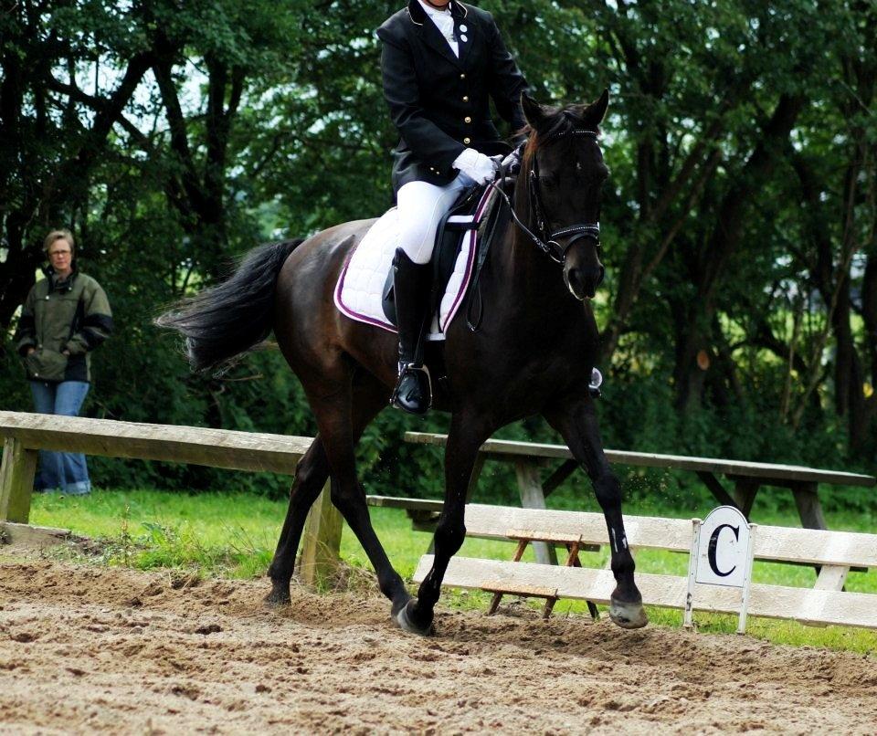 Hollandsk Sportspony Egano. - Min skat igennem 5 år <3 billede 15