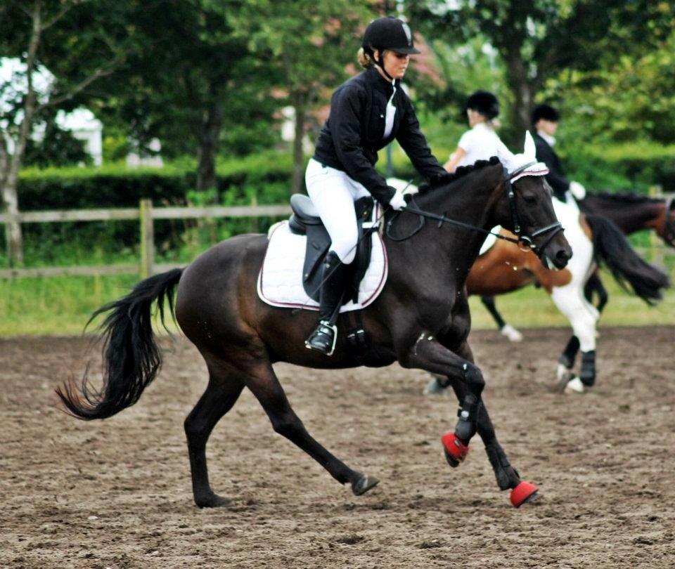 Hollandsk Sportspony Egano. - Klapper ponyen, som er super på opvarmningsbanen!
Taget af baun photo billede 18