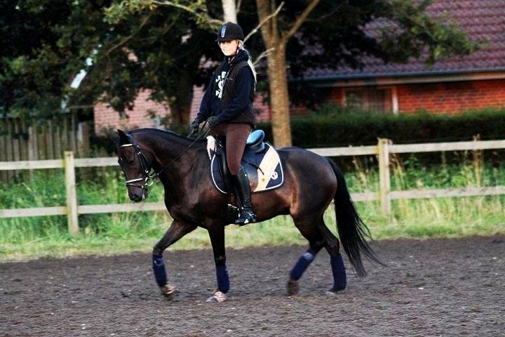 Hollandsk Sportspony Egano. - Taget af baun photo billede 19