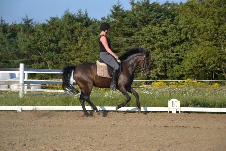 New Forest Krondalens Corfu - Sommer 2012 billede 9