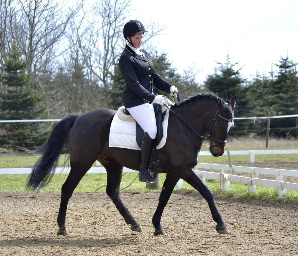 New Forest Krondalens Corfu - Klub Stævne 2011 billede 5