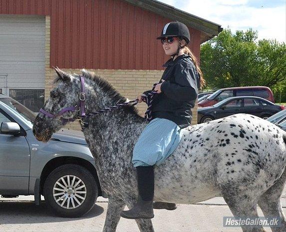 Appaloosa Benno - maj 2012 billede 17