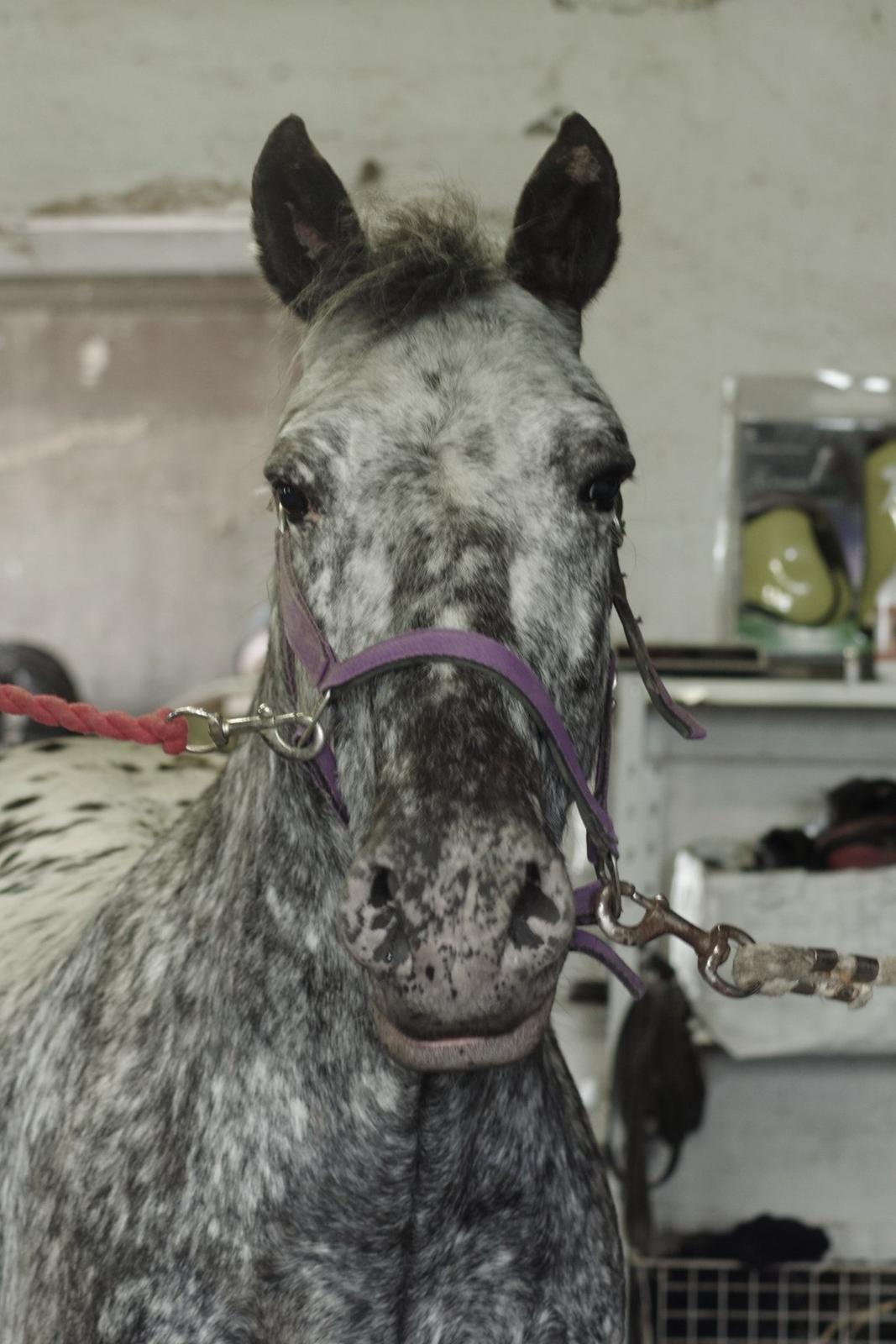 Appaloosa Benno - inden ridning, april 2012 billede 9