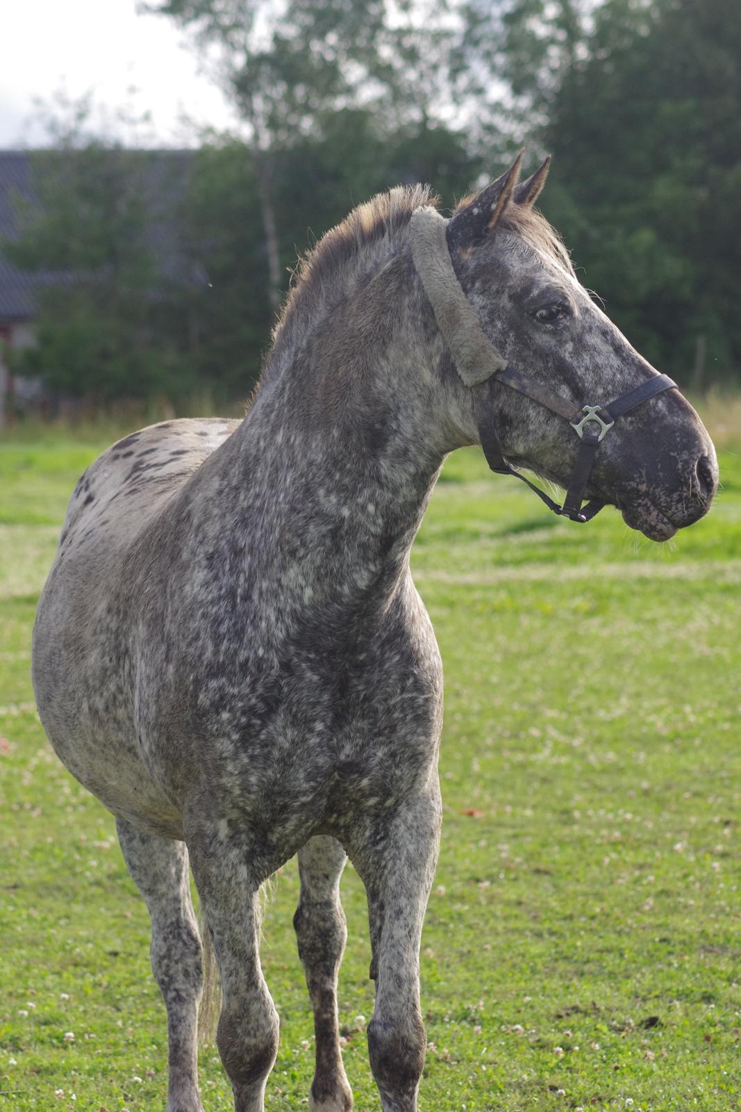 Appaloosa Benno - juli 2012 billede 18