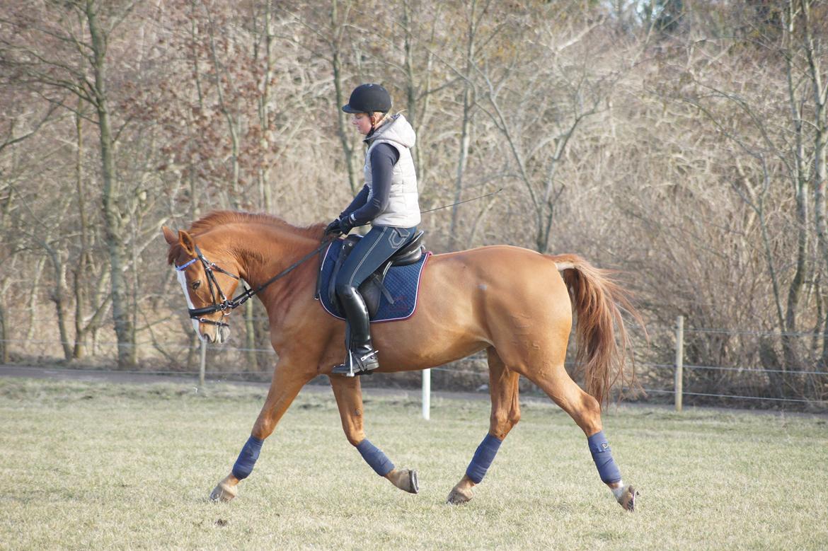 Dansk Varmblod Højbo's Debbi - Første udendørs træning marts 2012 billede 19