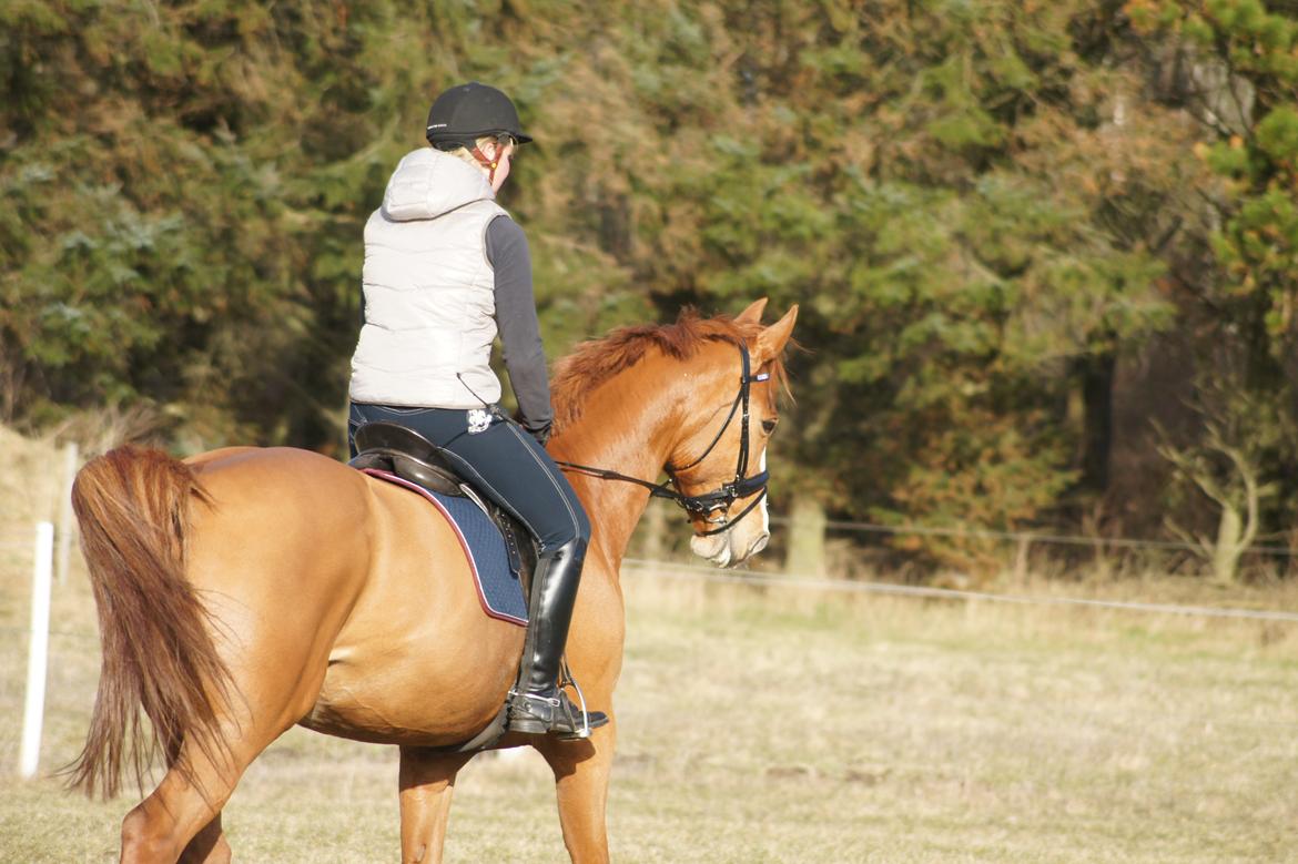 Dansk Varmblod Højbo's Debbi - Første udendørs træning marts 2012 billede 5