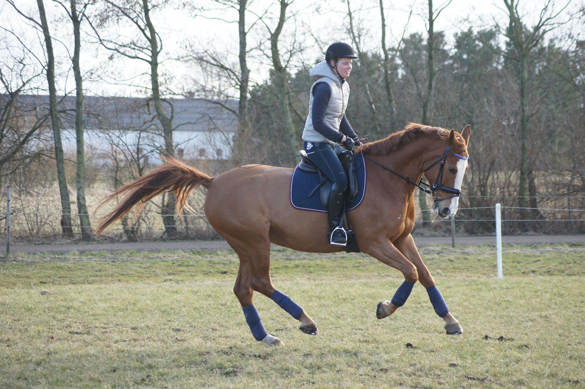 Dansk Varmblod Højbo's Debbi - Første udendørs træning marts 2012 billede 20