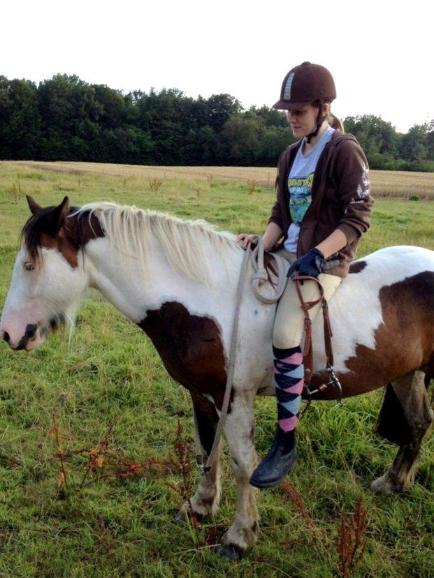 Irish Cob Crossbreed Palle - Jaja, ikke til at se at han var nyligt tilredet her ;-) billede 15