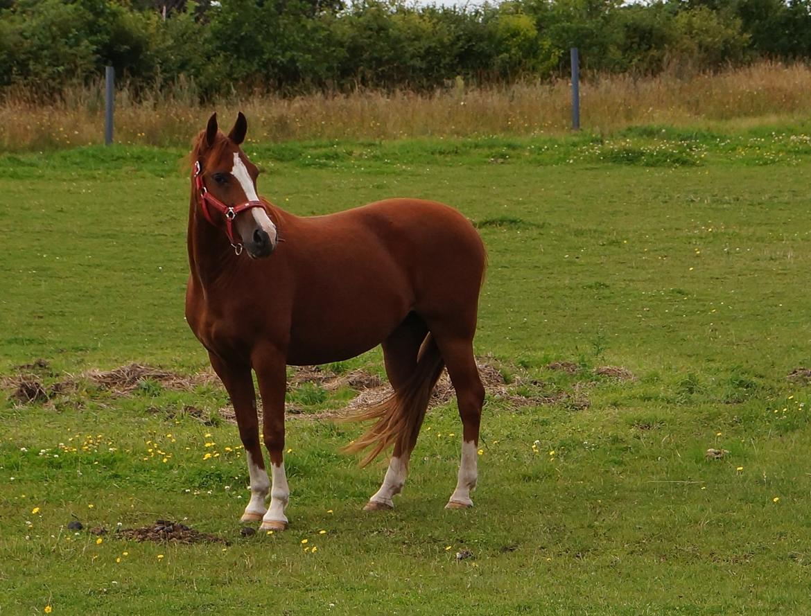 DSP Cadeaux skylight billede 1