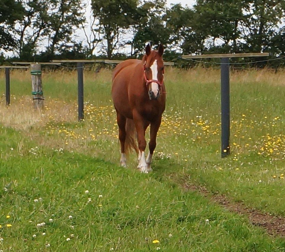 DSP Cadeaux skylight billede 2