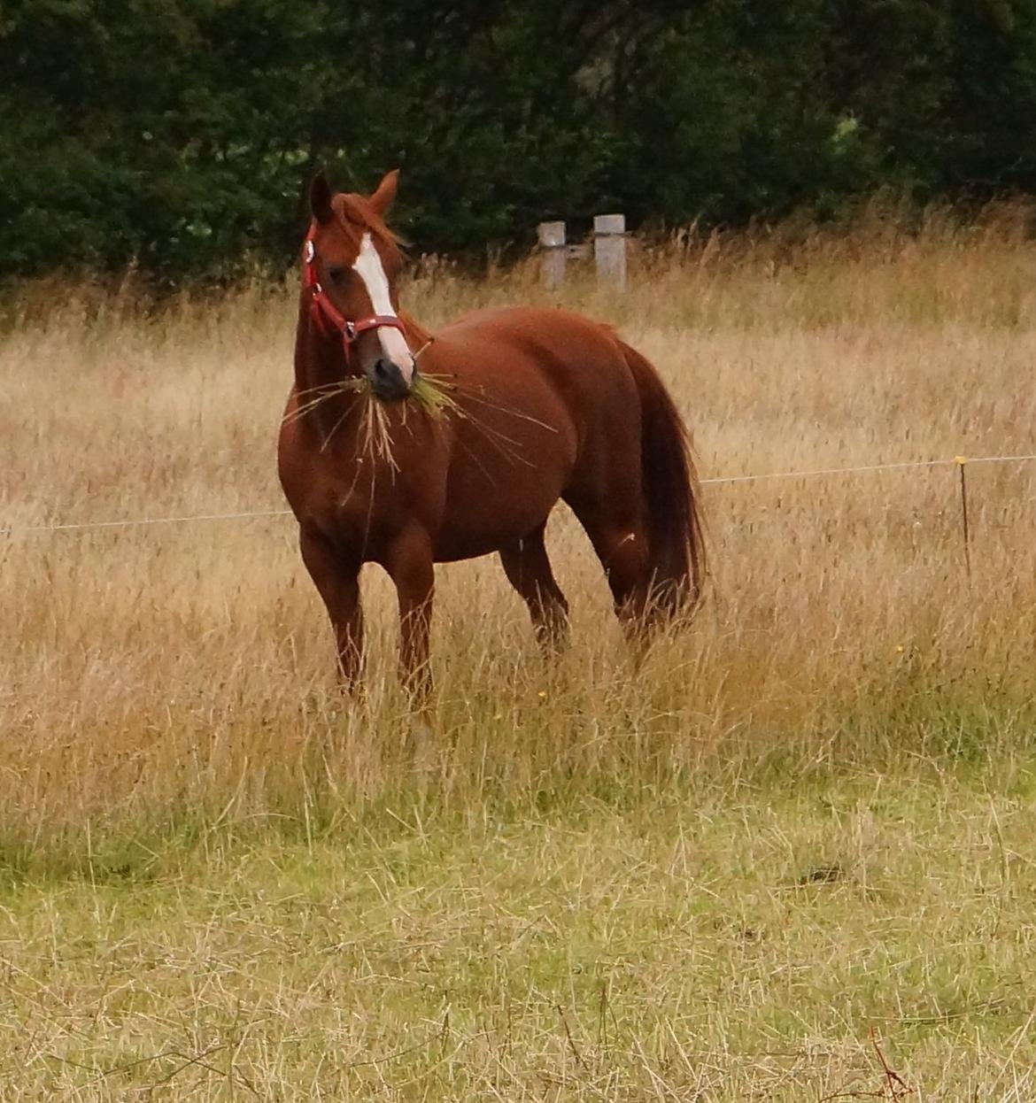 DSP Cadeaux skylight billede 3