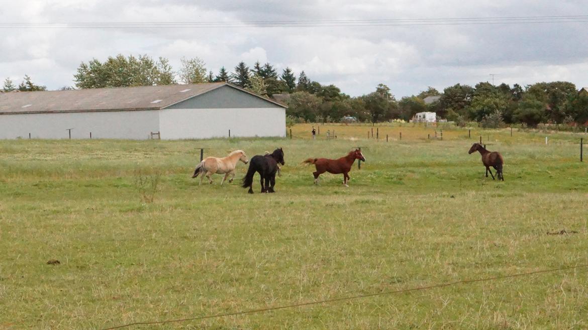 DSP Cadeaux skylight billede 4