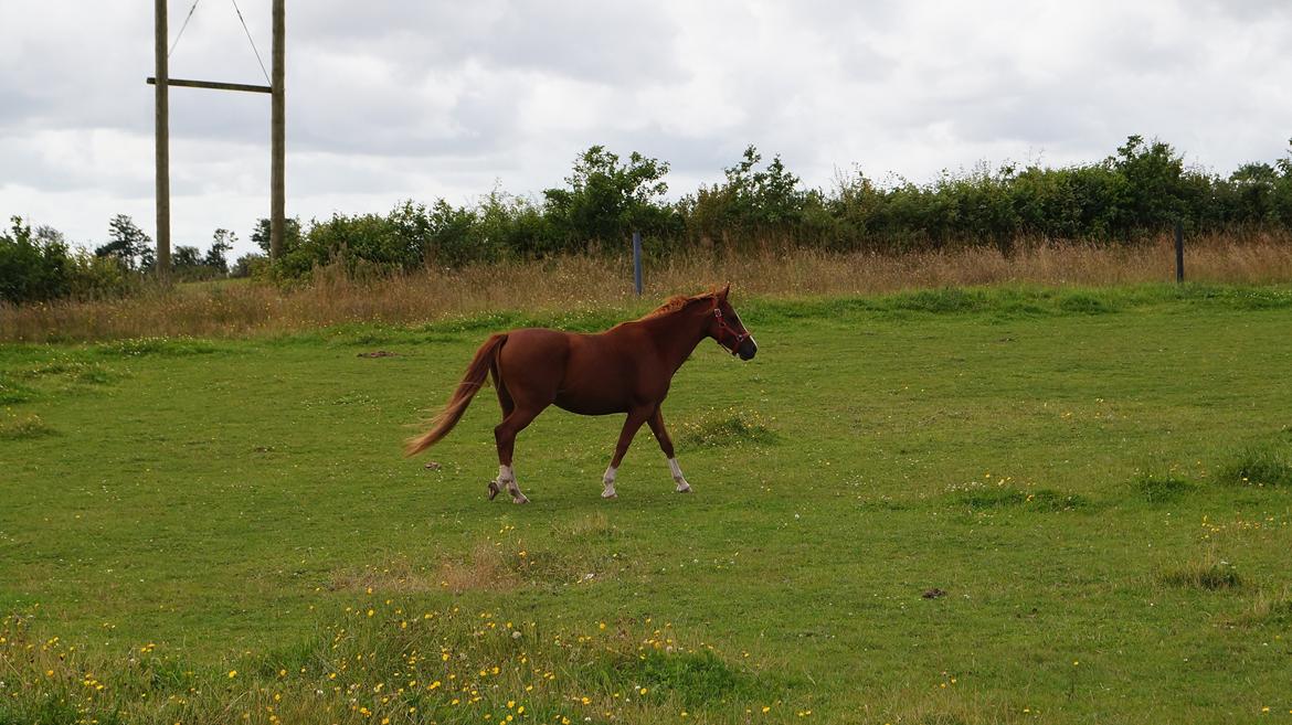 DSP Cadeaux skylight billede 5