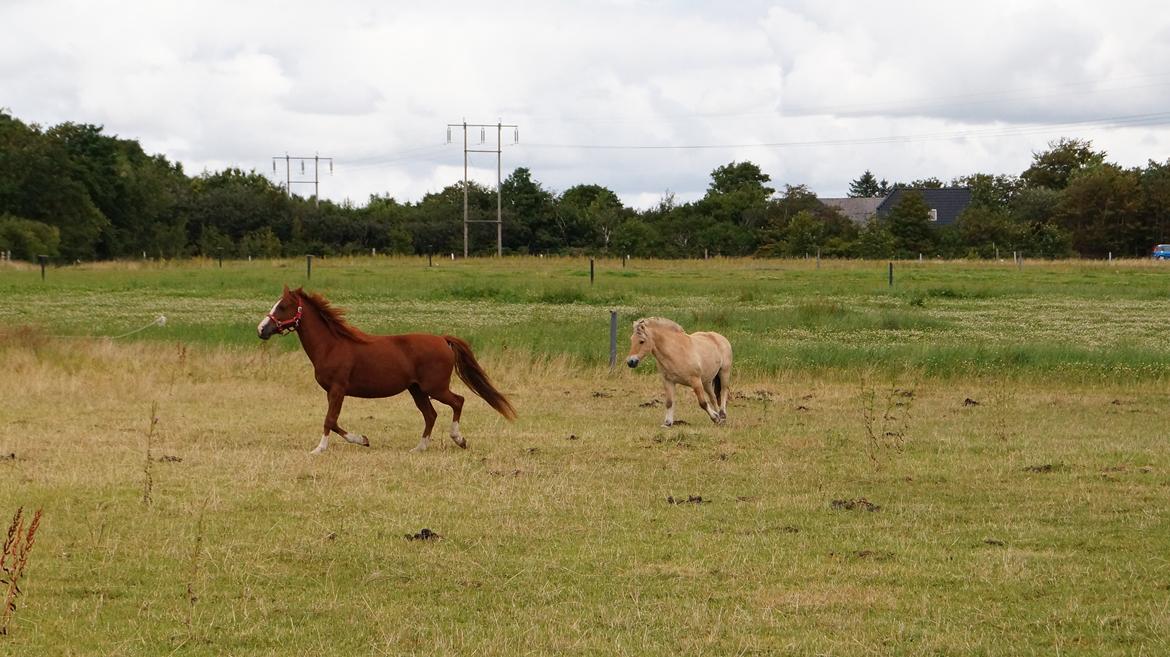 DSP Cadeaux skylight billede 6