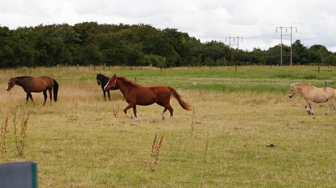DSP Cadeaux skylight billede 7