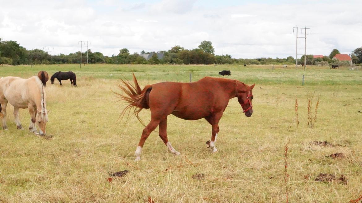 DSP Cadeaux skylight billede 8