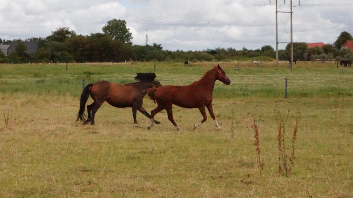 DSP Cadeaux skylight billede 9