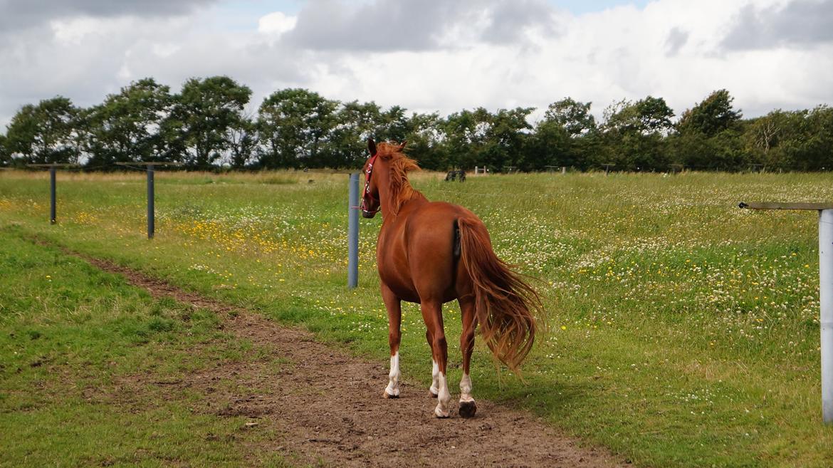 DSP Cadeaux skylight billede 10