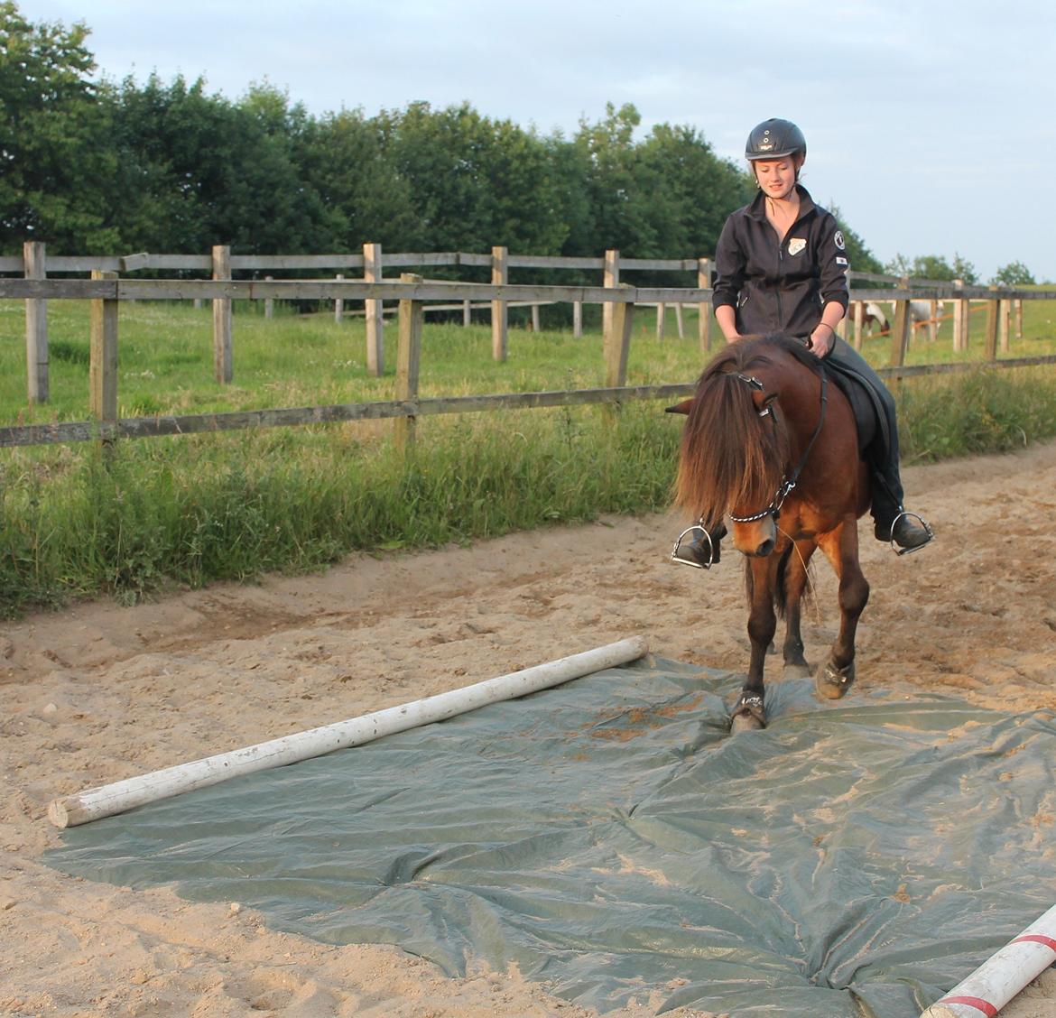 Islænder Stormur Fra Hvolbæk *Hvil I Fred* - Behændighed - ridelejer 2012 :) billede 2
