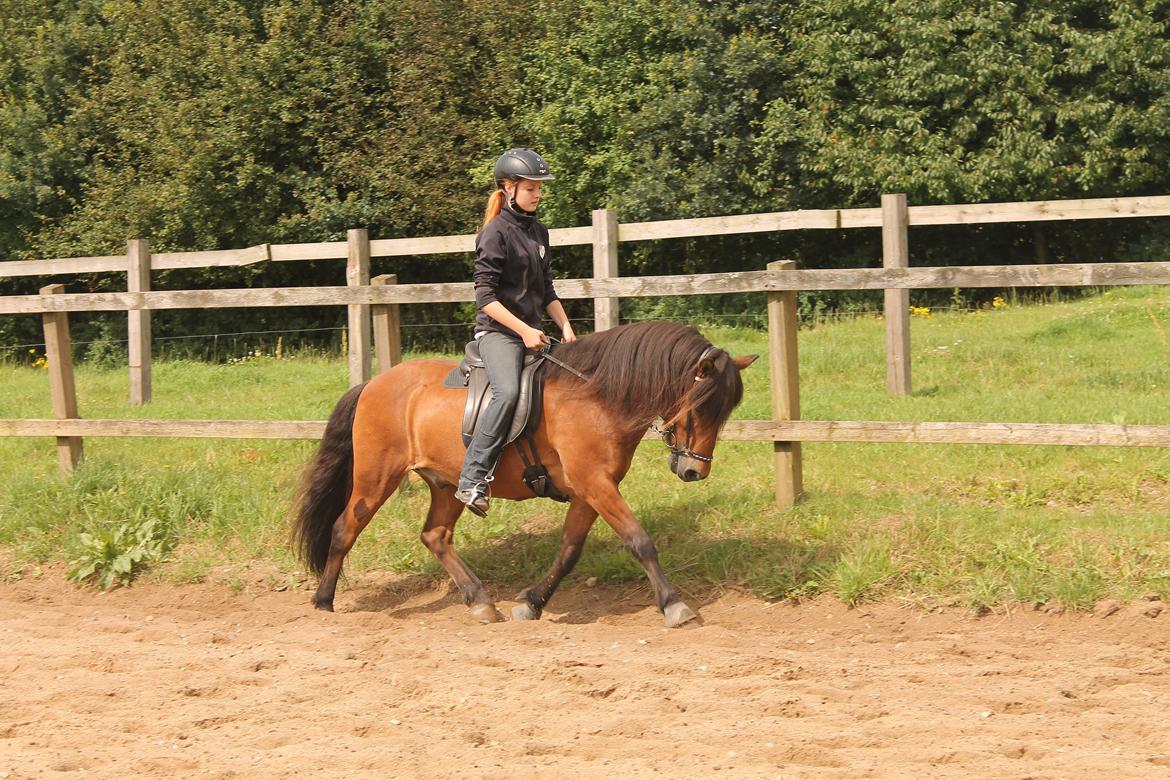 Islænder Stormur Fra Hvolbæk *Hvil I Fred* - 
- uden nogen former for vægt. billede 3
