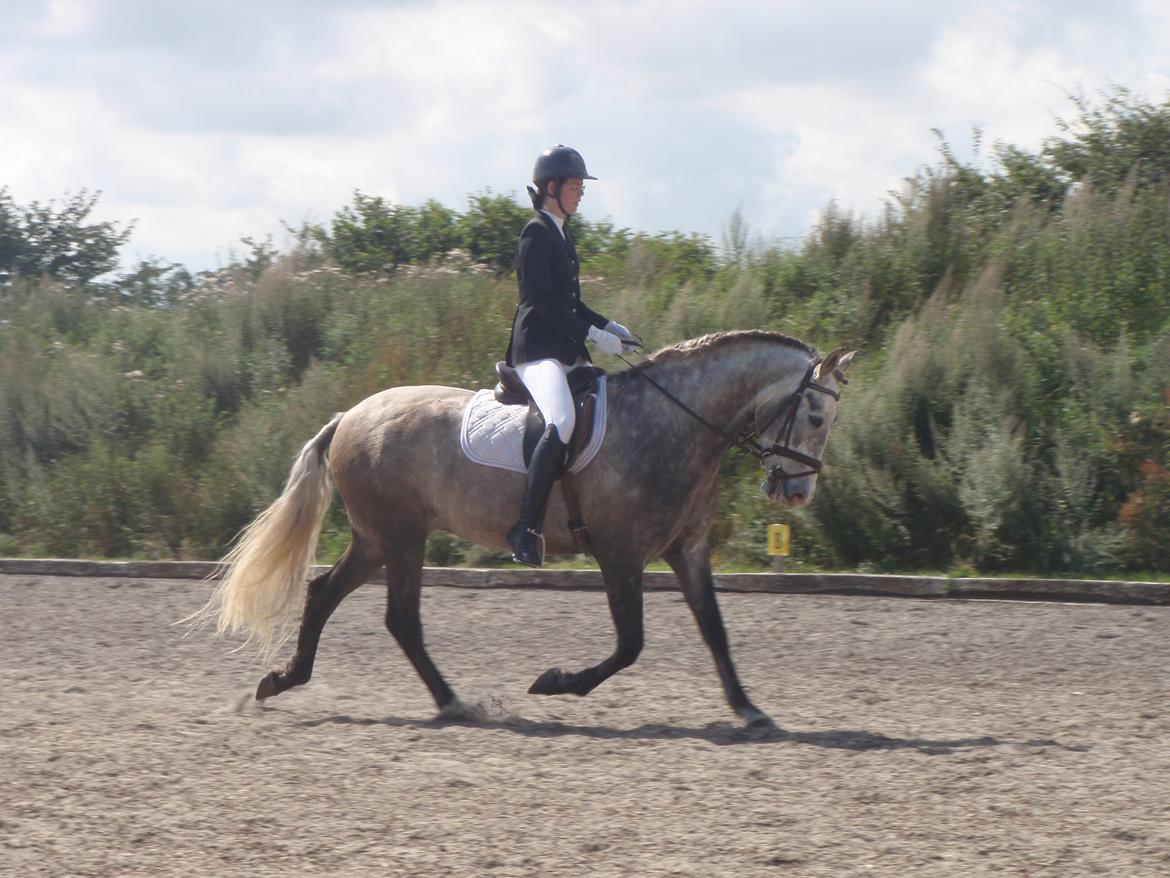 Pura Raza Española Campanero *Æseløre* billede 12