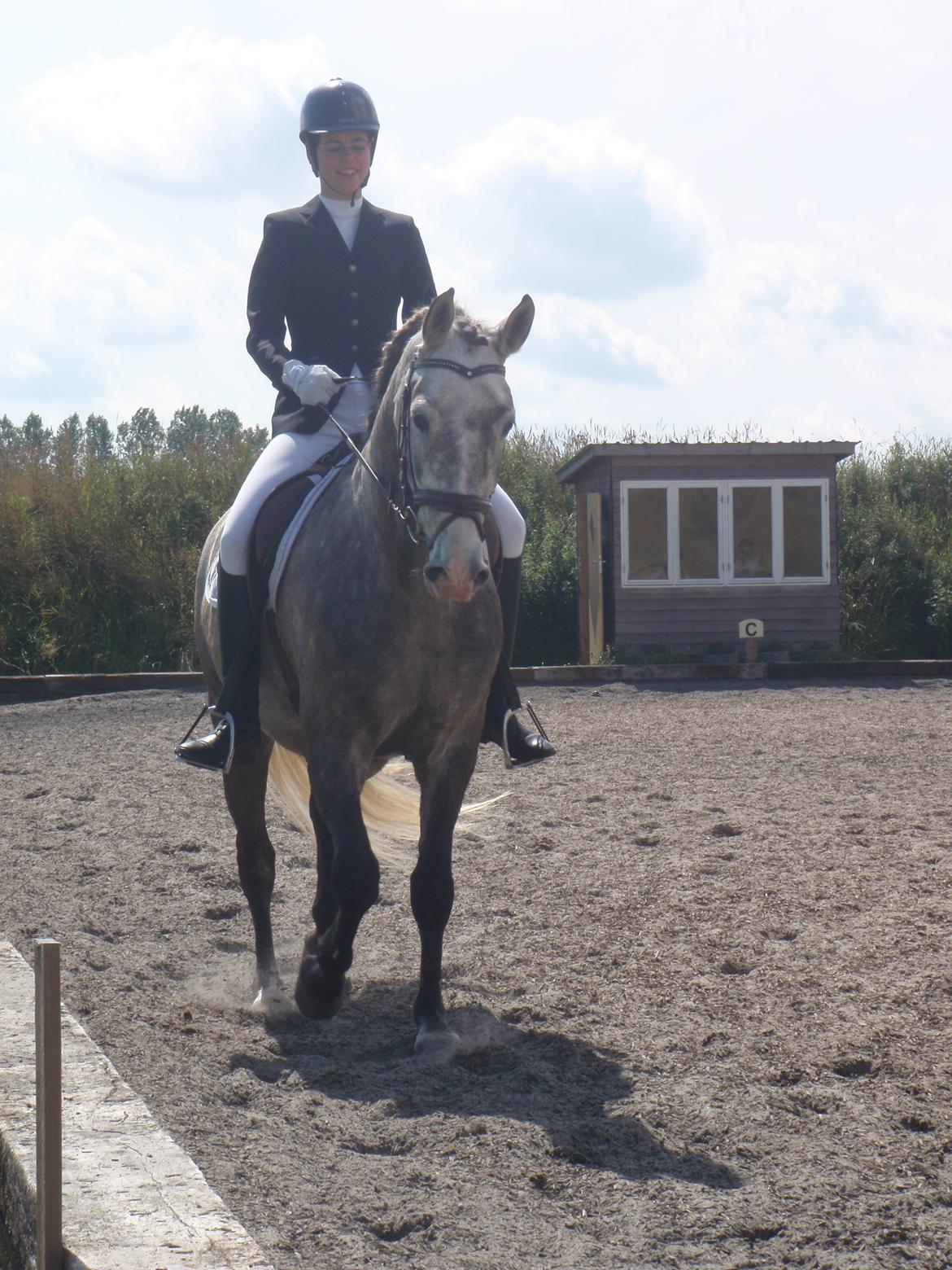 Pura Raza Española Campanero *Æseløre* billede 13