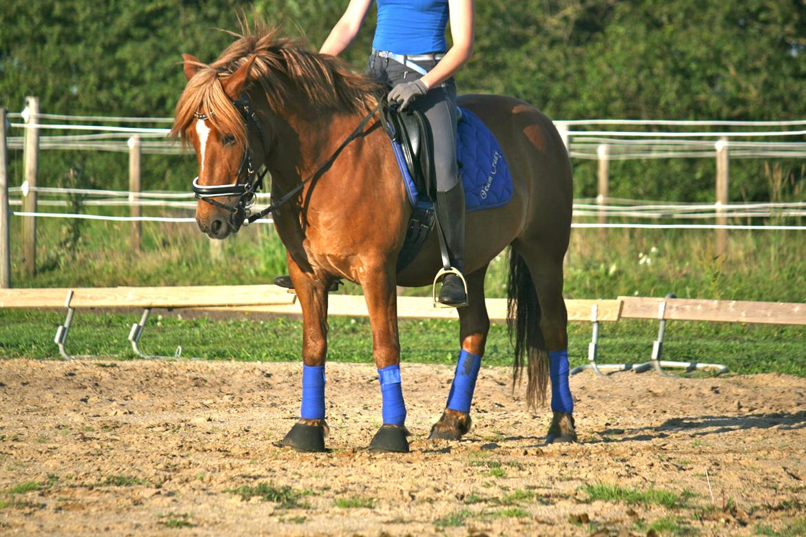 Anden særlig race Aron  billede 16