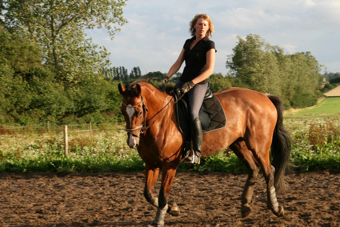 Dansk Varmblod Qvani billede 4