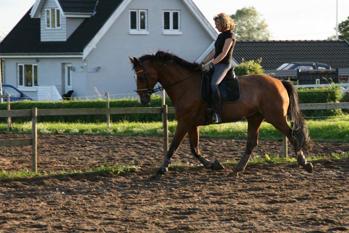 Dansk Varmblod Qvani billede 1