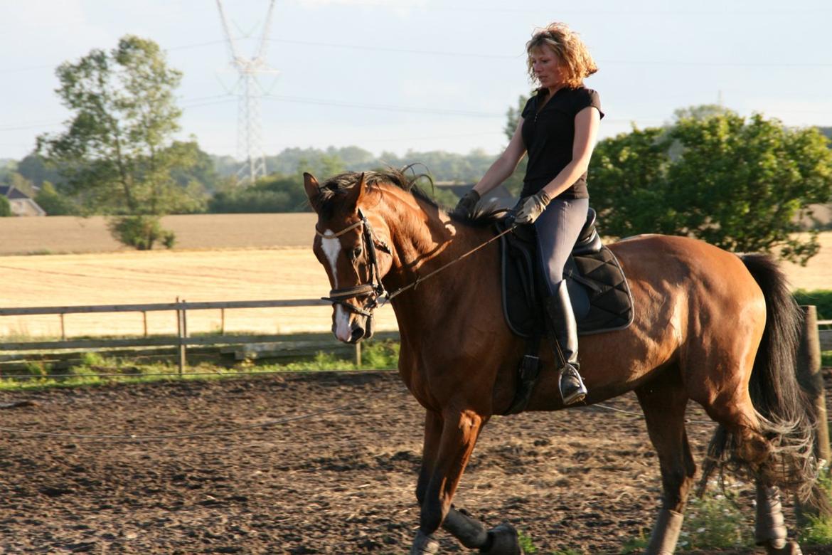 Dansk Varmblod Qvani billede 2