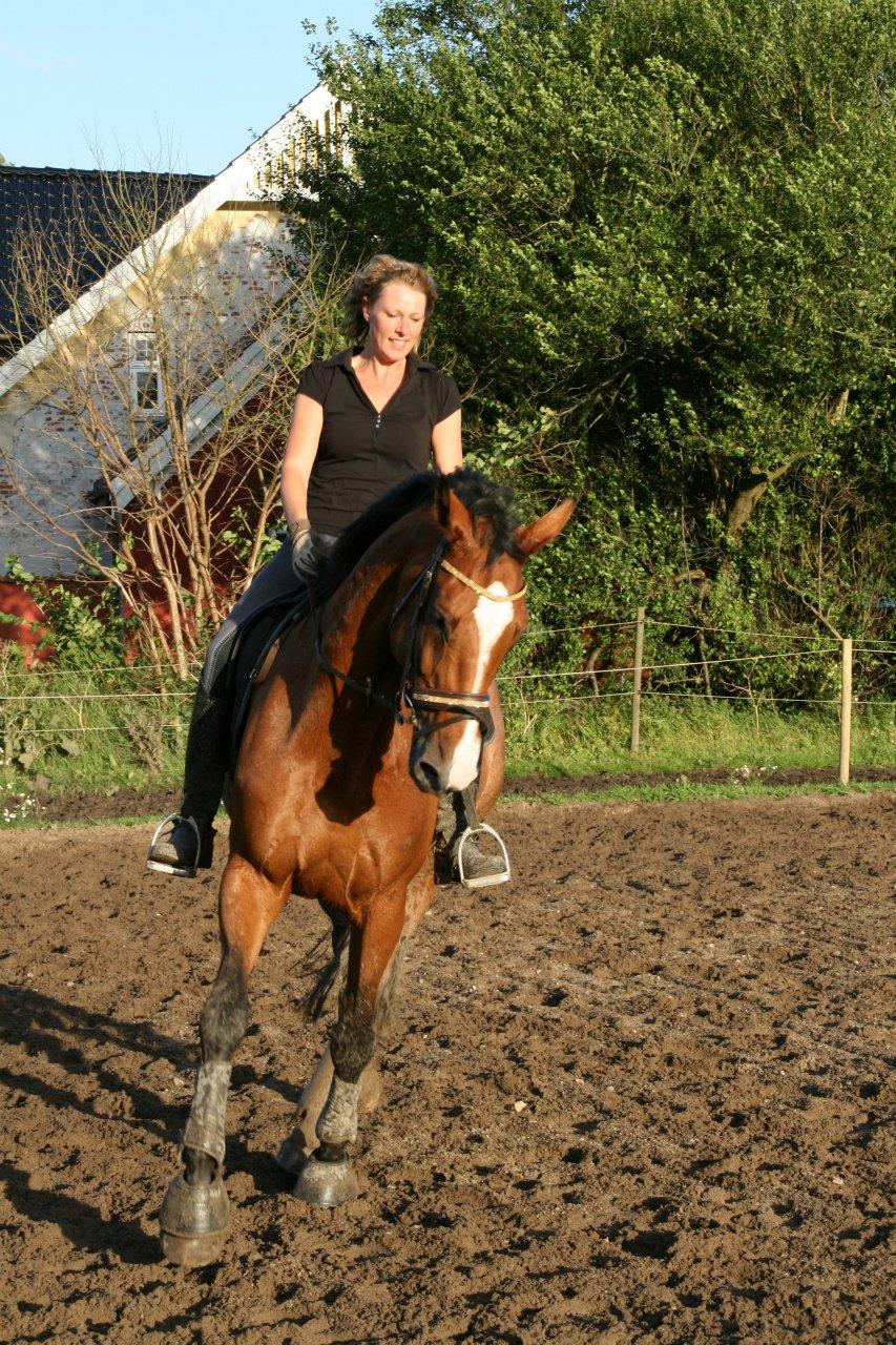 Dansk Varmblod Qvani billede 3