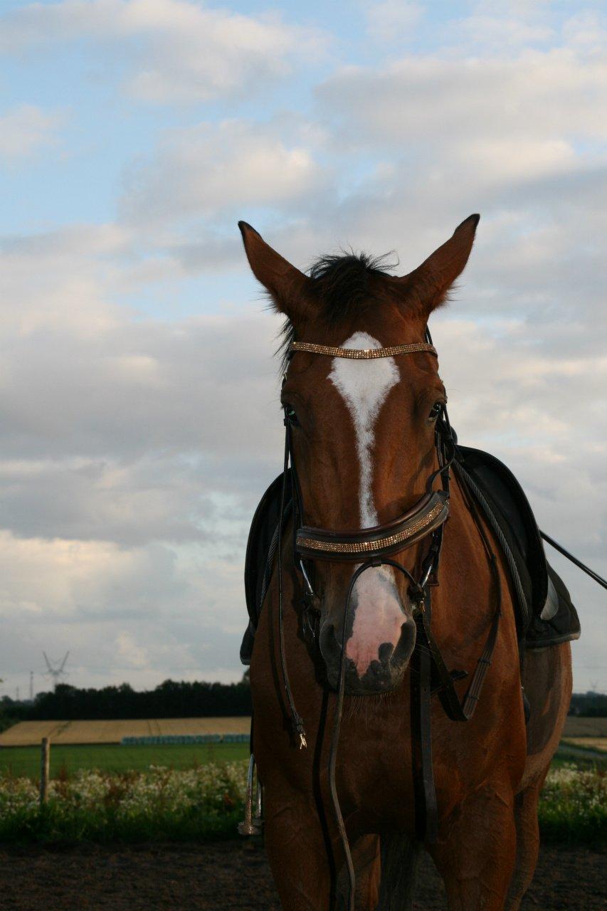 Dansk Varmblod Qvani billede 5