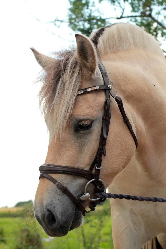 Fjordhest Debat Dalsgaard billede 12