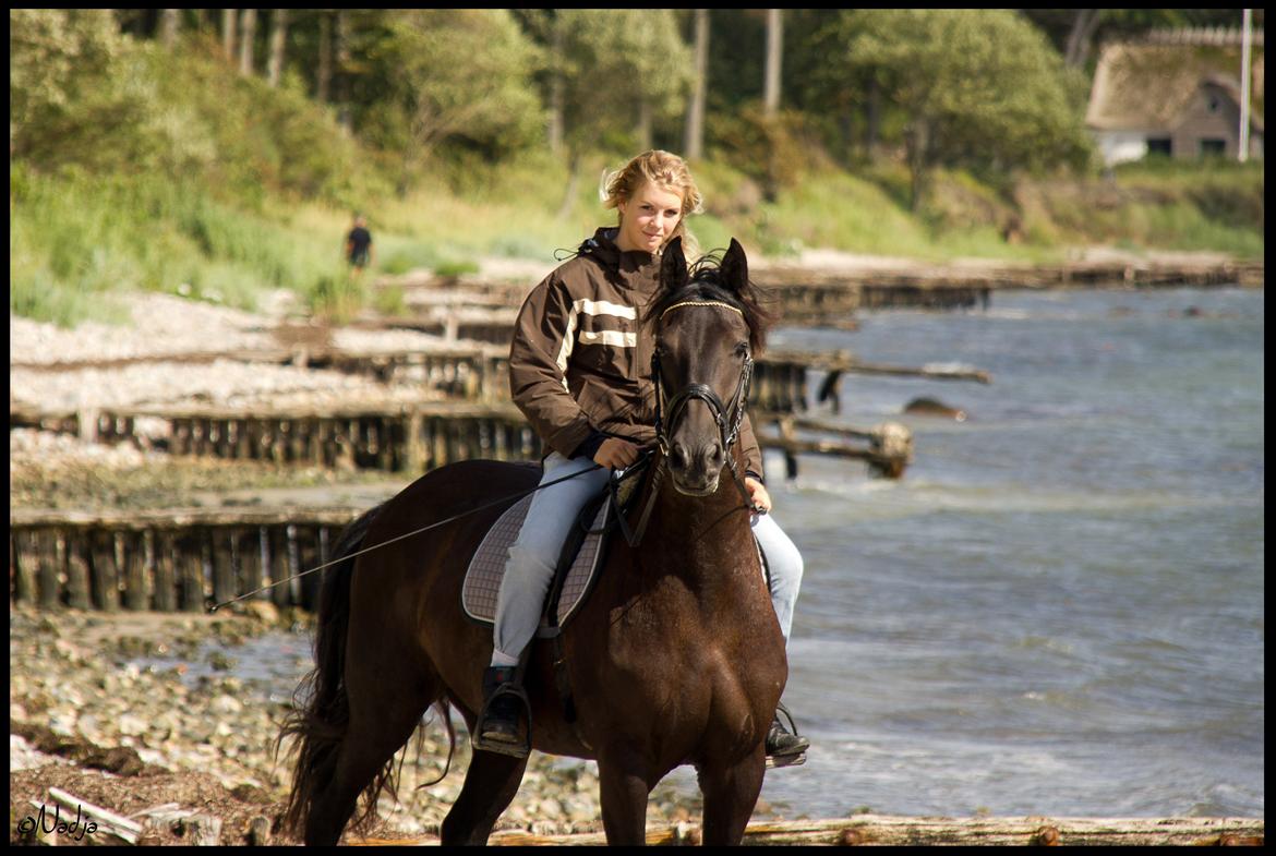 Frieser Femke's Camina <3 - Strand tur <3 Foto: BK billede 8