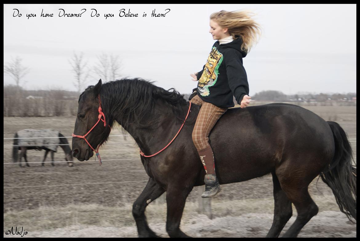 Frieser Femke's Camina <3 - En koncentreret pony! :) Foto: Mie billede 13