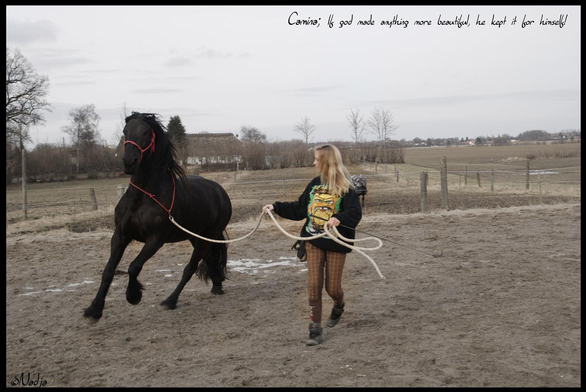 Frieser Femke's Camina <3 - Happiness is a Horse <3 Foto: Mie billede 14