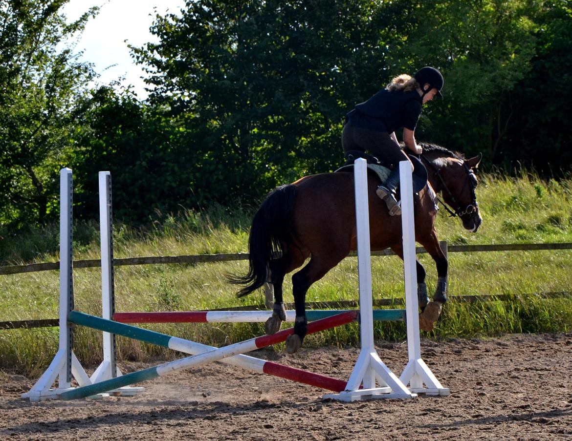 Anden særlig race TASJA - 8 august 2012. Første gang med treringsbid og første springundervisning i 5 uger! :-*  billede 13