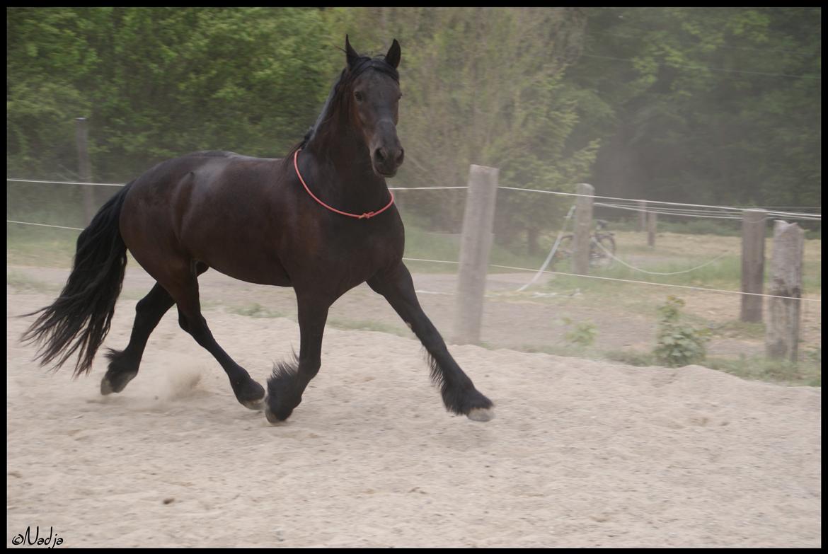 Frieser Femke's Camina <3 - Femke's Camina, du betyder ALT for mig! Foto: Mie billede 20