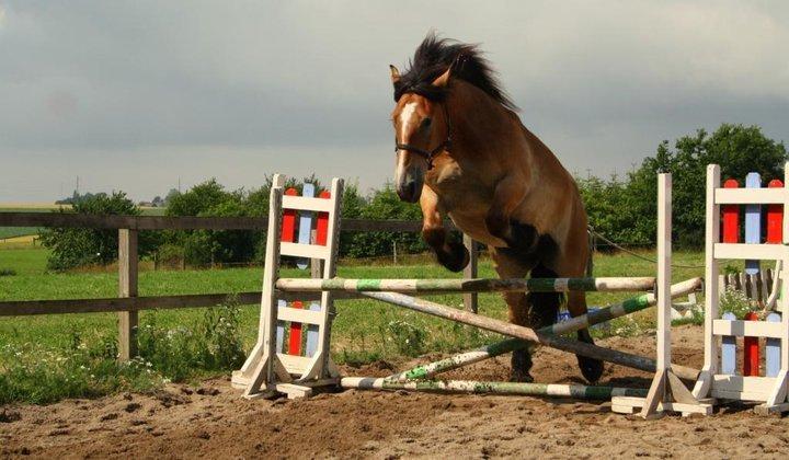 Belgier Sascha *My Soulmate* - hun sprang 85 cm til løsspringning billede 16