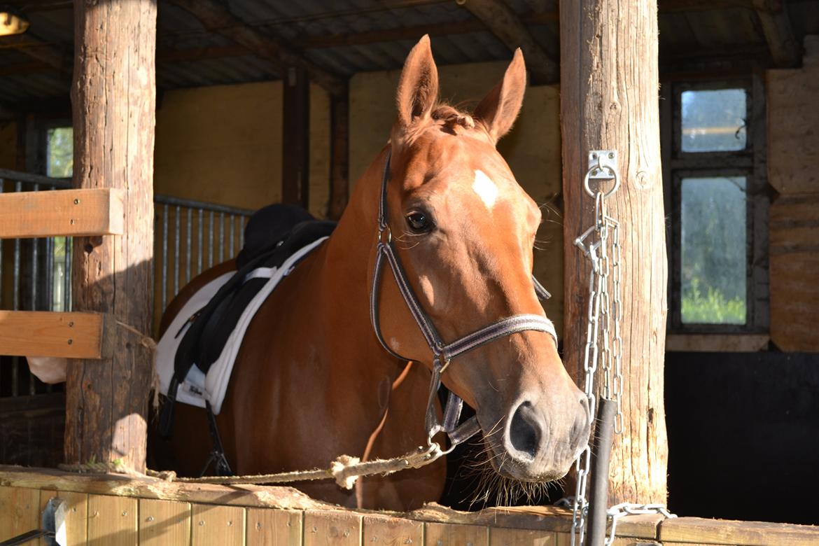 Dansk Varmblod Diana billede 1