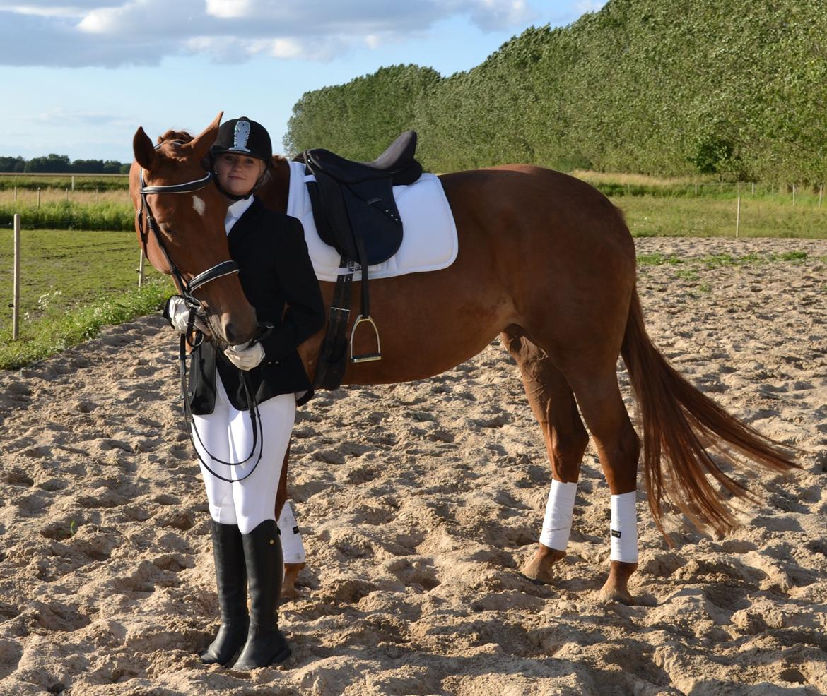 Dansk Varmblod Diana billede 14