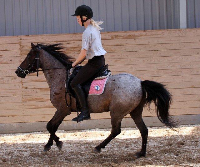 Anden særlig race Surprise - Galop billede 8