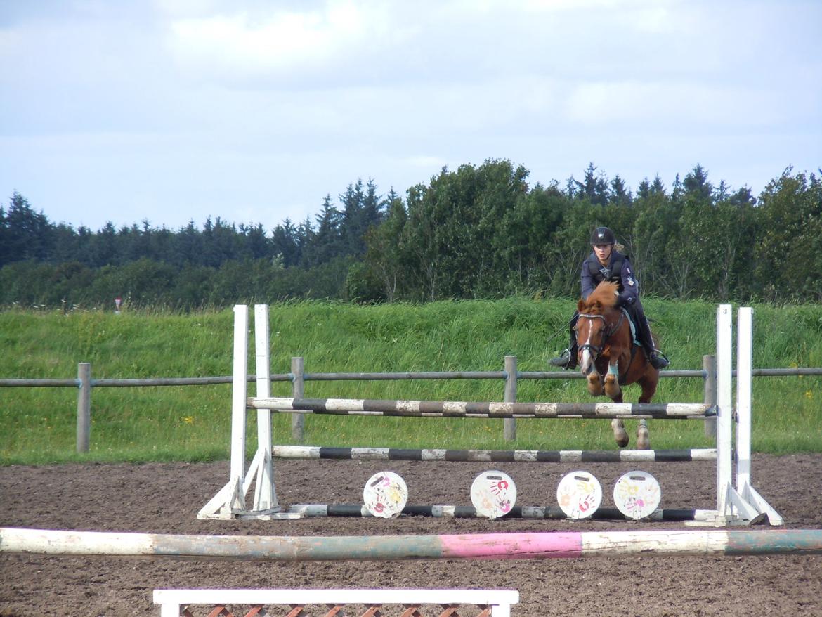 Anden særlig race Bastian (B-pony) - du så fantastisk pony<3<3 billede 7