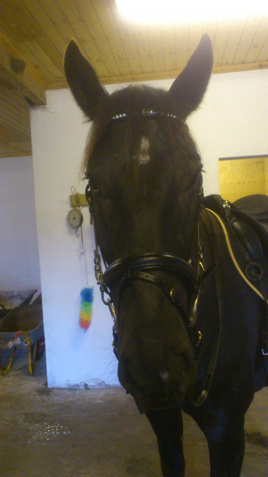 Oldenborg Odin billede 1