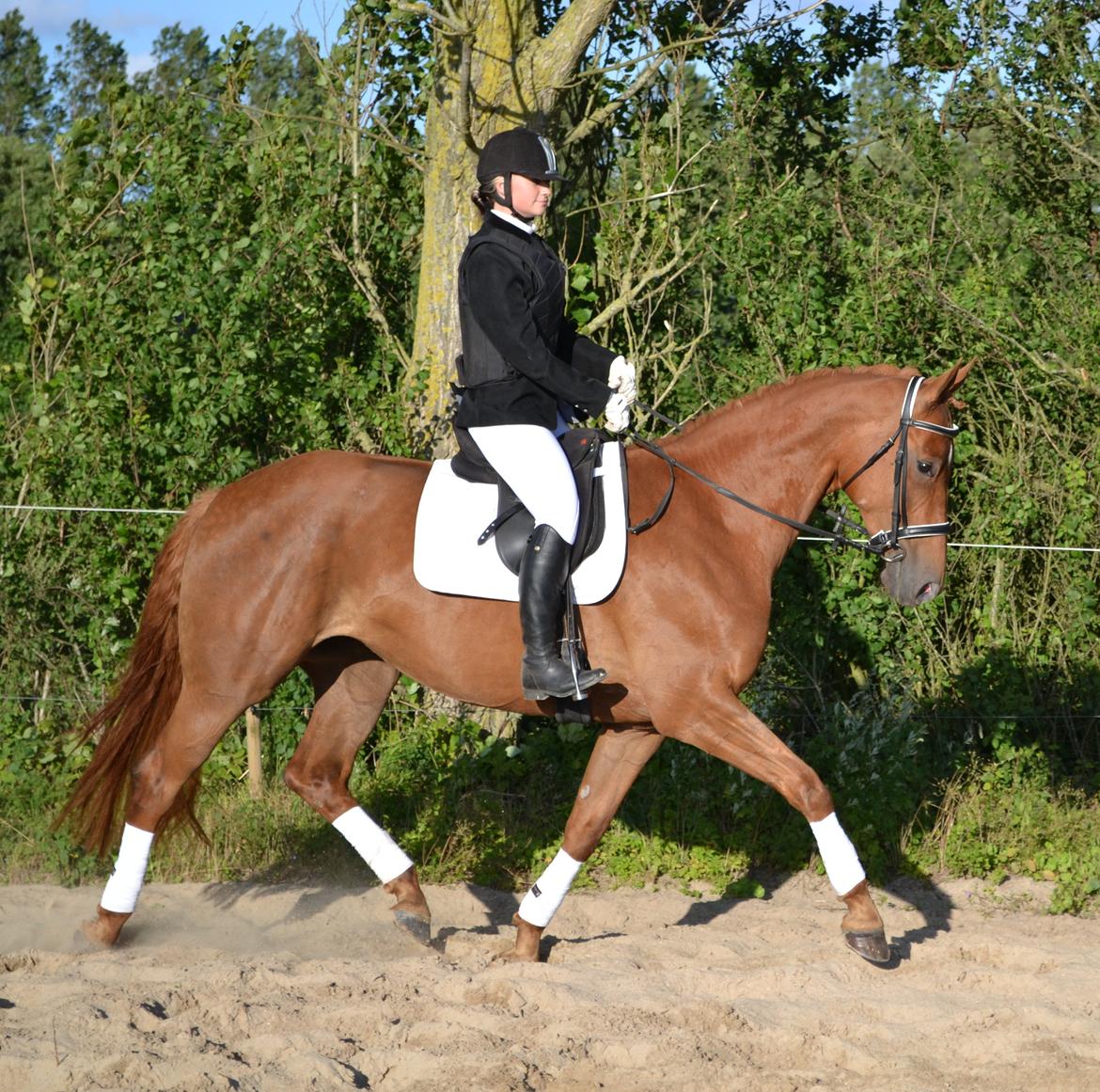 Dansk Varmblod Diana - flotte i stævne-outfit :) august 2012 billede 15