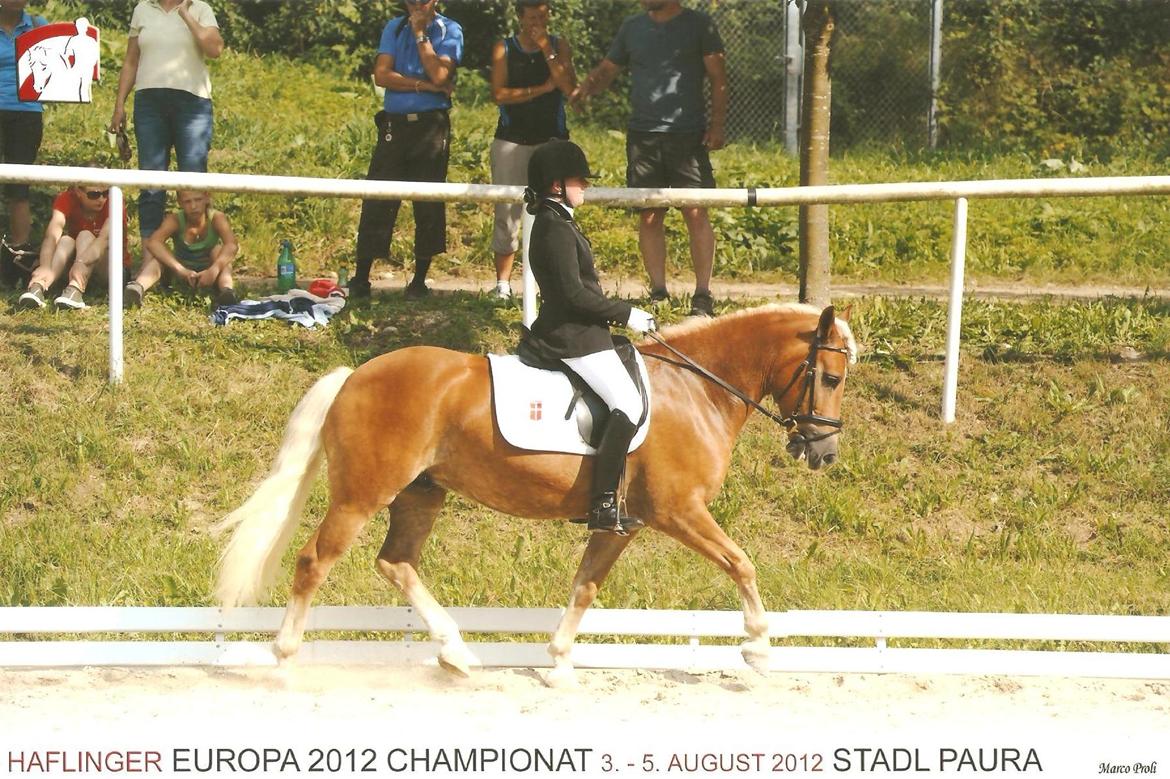 Haflinger WELTENSTOLZ - Wiktor og jeg til Europachampionat for Haflinger 2012 i Stadl Paura i Østrig billede 15