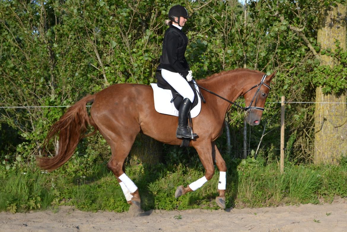 Dansk Varmblod Diana billede 16