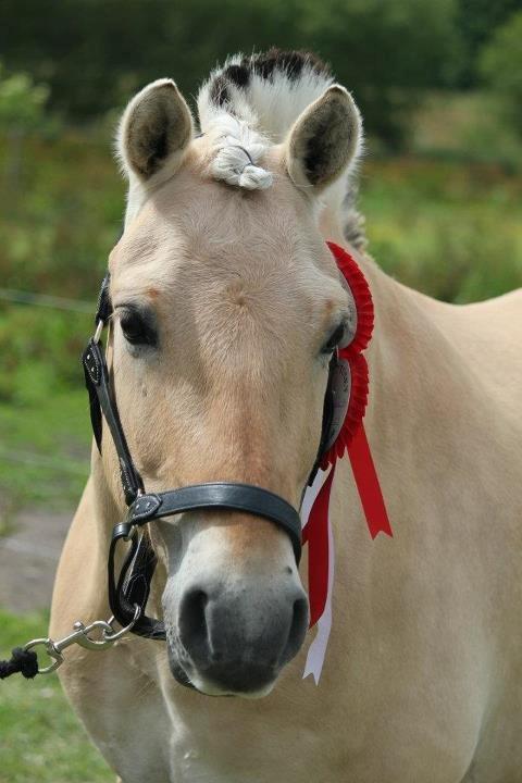 Fjordhest Victor *Forever In My Heart* - "I will not look for someone perfect to love, instead I will look for someone who makes me feel perfectly loved."♥. 
- Foto: Maria Pyndt Andersen<3 billede 1